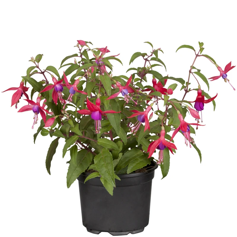Hängende Fuchsie