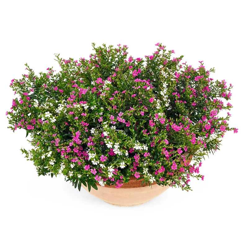 Japanische Myrthe 'Flory Glory Duo'