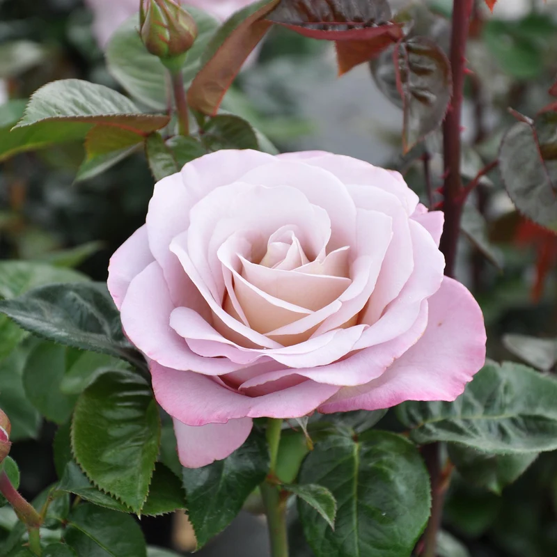 Parfum de Nature® Edelrose 'Blue Girl®'