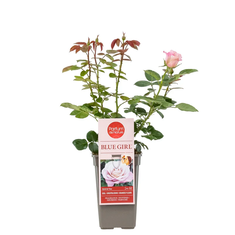 Parfum de Nature® Edelrose 'Blue Girl®'