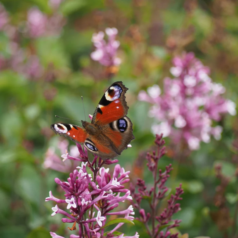 Zwergflieder 'Flowerfesta®'