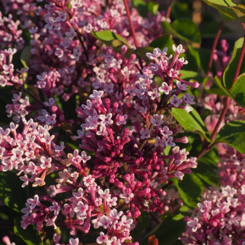 Zwergflieder 'Flowerfesta®'