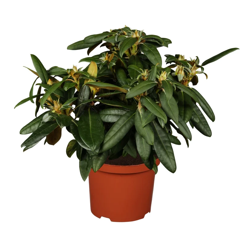 Rhododendron 'Kalinka'