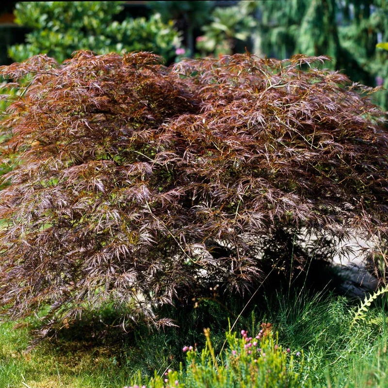 Schlitzahorn 'Dissectum Garnet'