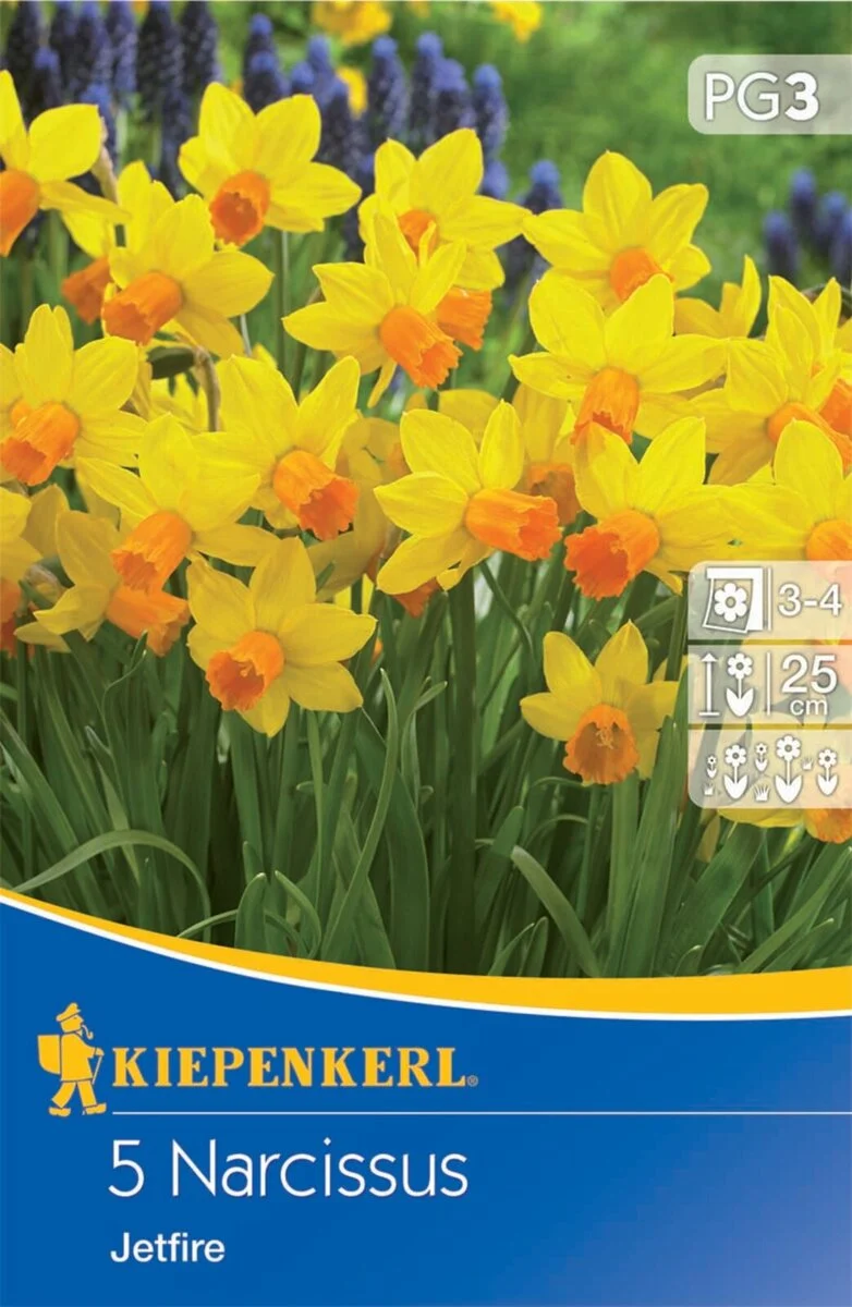 Kiepenkerl Narzisse 'Jetfire'