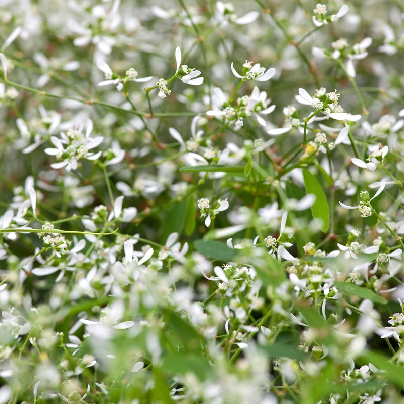 Zauberschnee