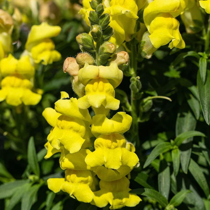 Löwenmäulchen