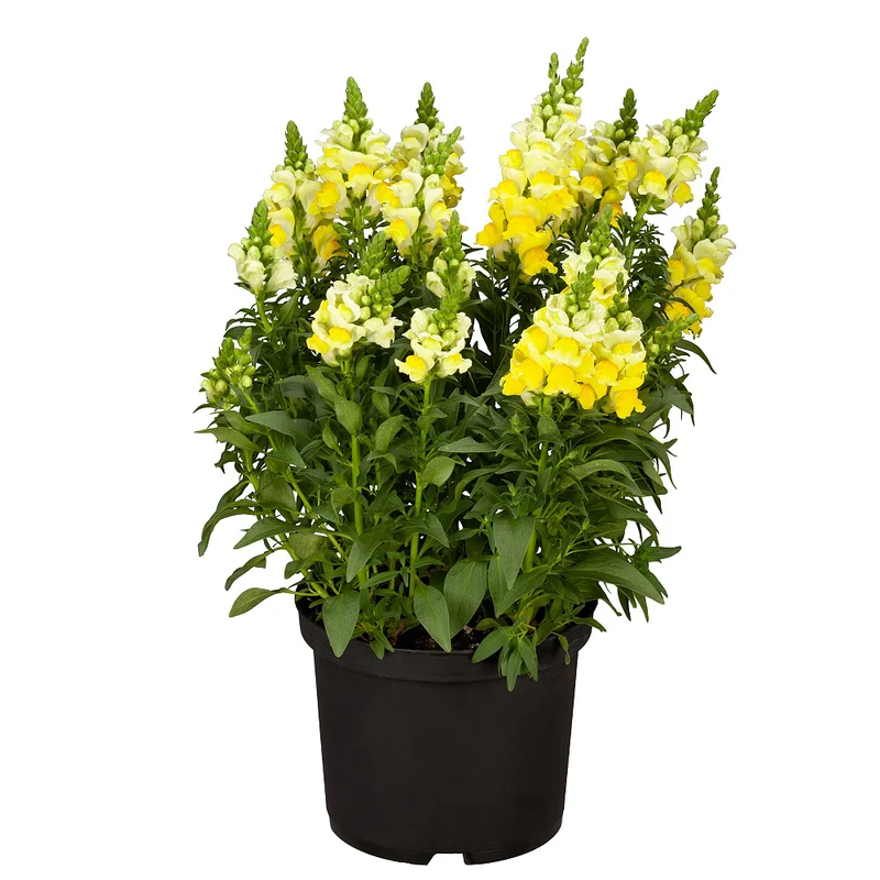 Löwenmäulchen