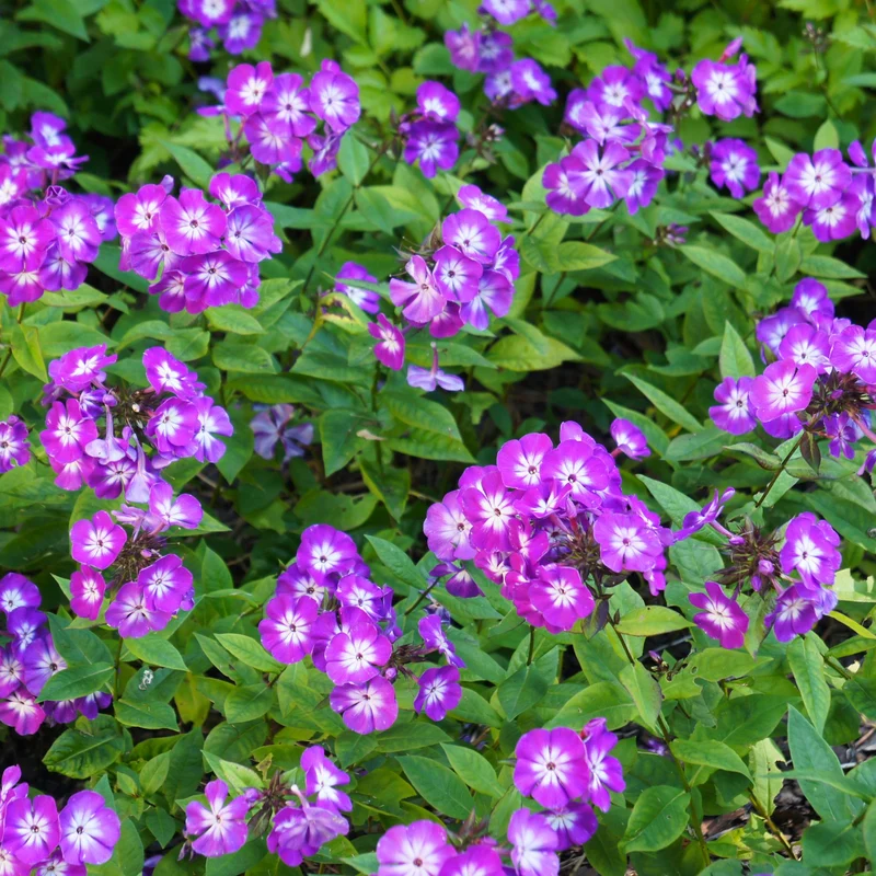 Hohe Flammenblume 'Uspech'