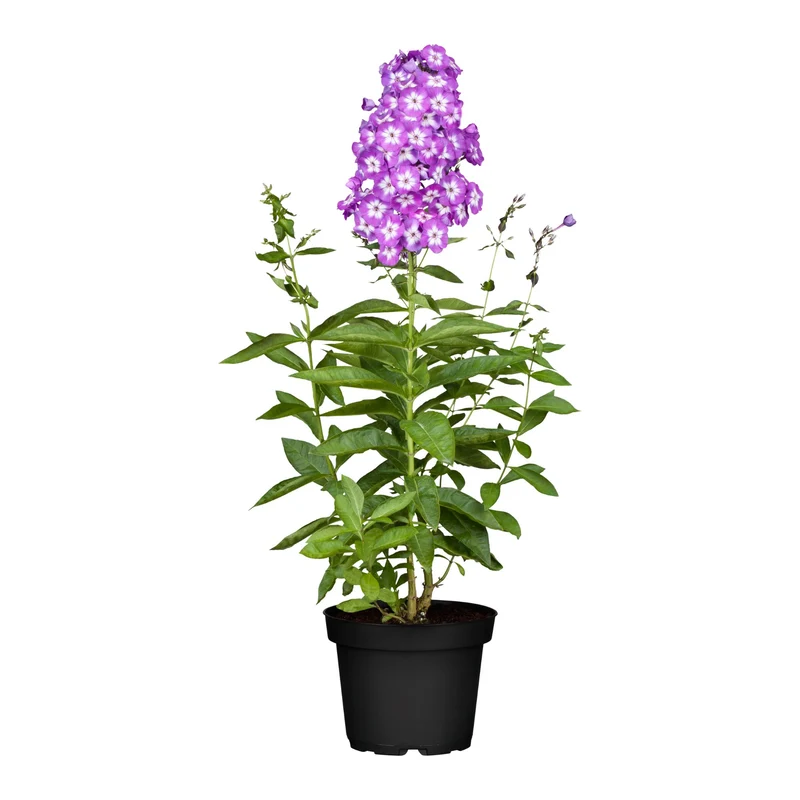Hohe Flammenblume 'Uspech'