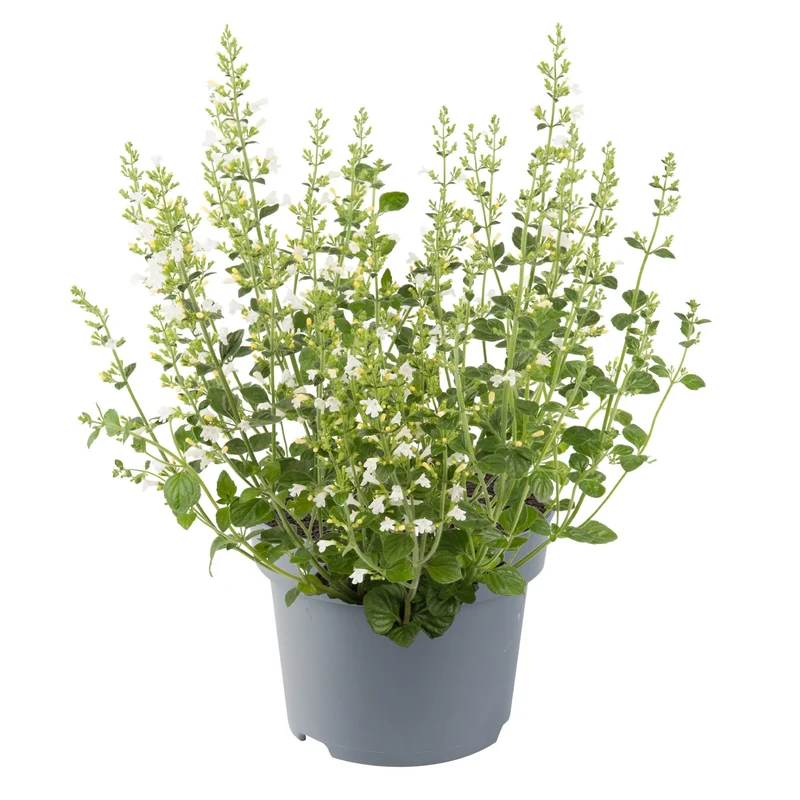 Bergminze 'Marvelette'