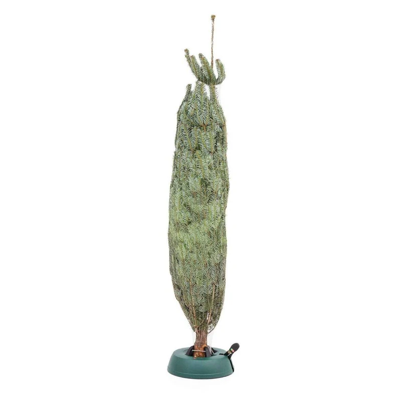 Weihnachtsbaum Nordmanntanne M | ca. 125 - 150 cm