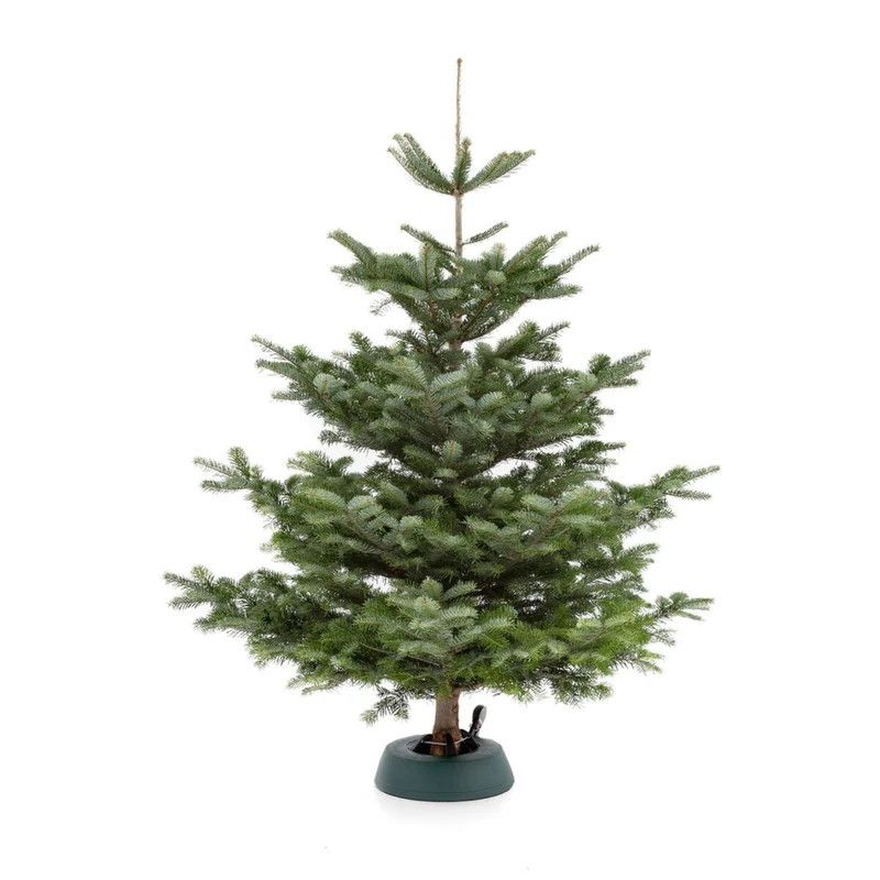 Weihnachtsbaum Nordmanntanne L | ca. 155 - 175 cm