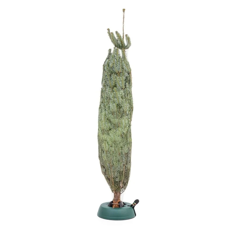 Weihnachtsbaum Nordmanntanne L | ca. 155 - 175 cm