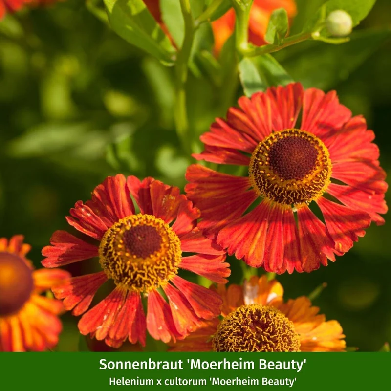 Staudenbeet "Flammende Sommerliebe"