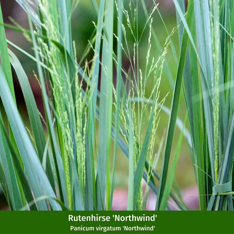 Rispenhortensie & Rutenhirse im Set, 2 Pflanzen