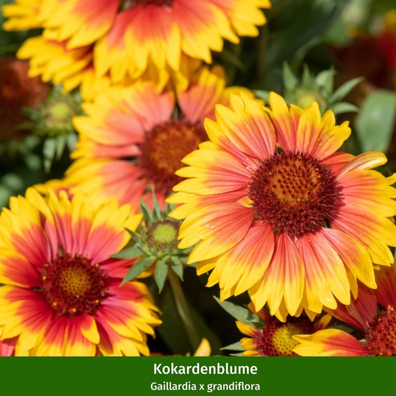 Staudenbeet "Flammende Sommerliebe"