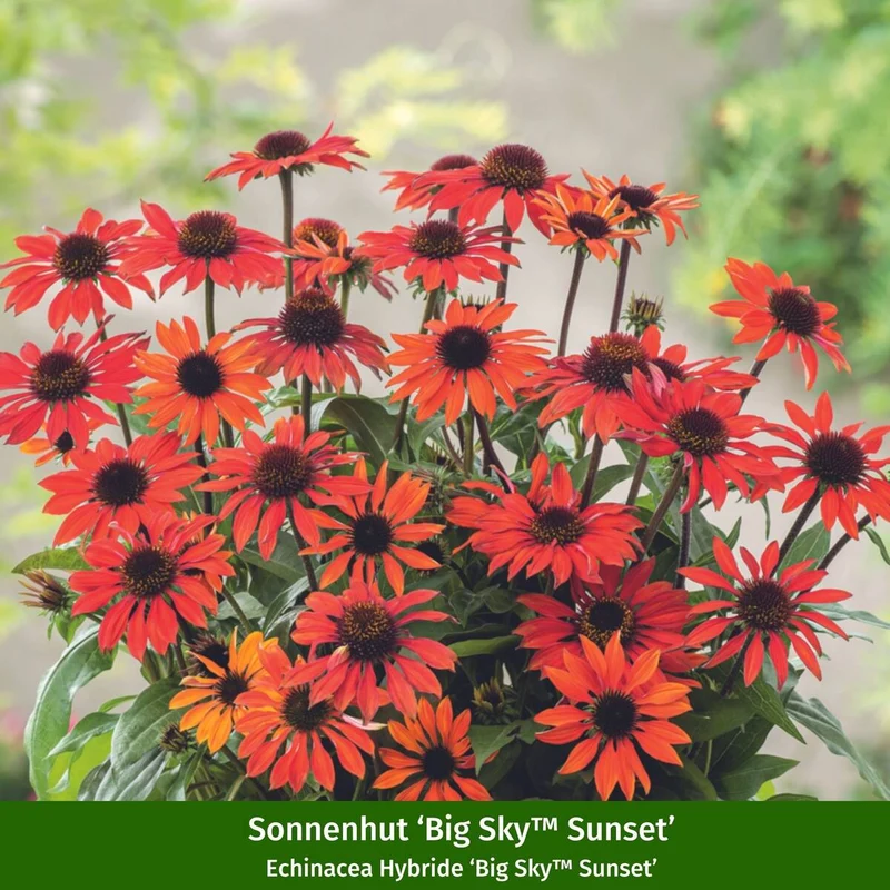 Staudenbeet "Flammende Sommerliebe"