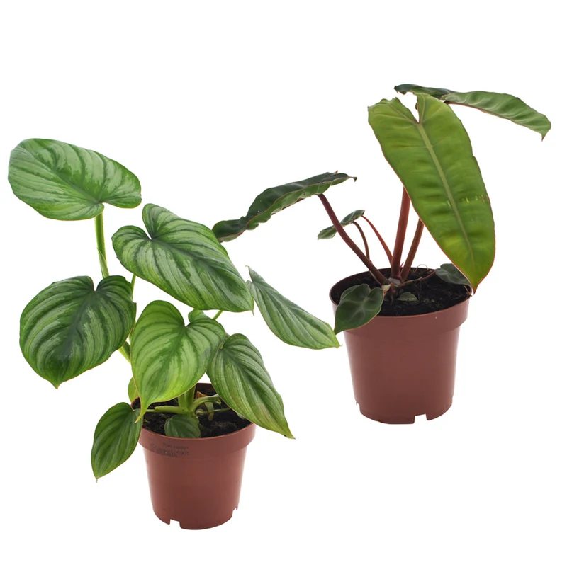 Zimmerpflanzen-Set "Tropische Baumfreunde", 2 Pflanzen
