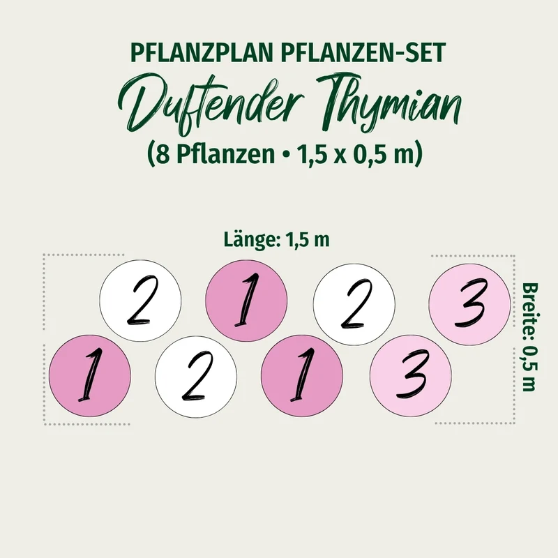 Bodendecker-Set "Duftender Thymian"