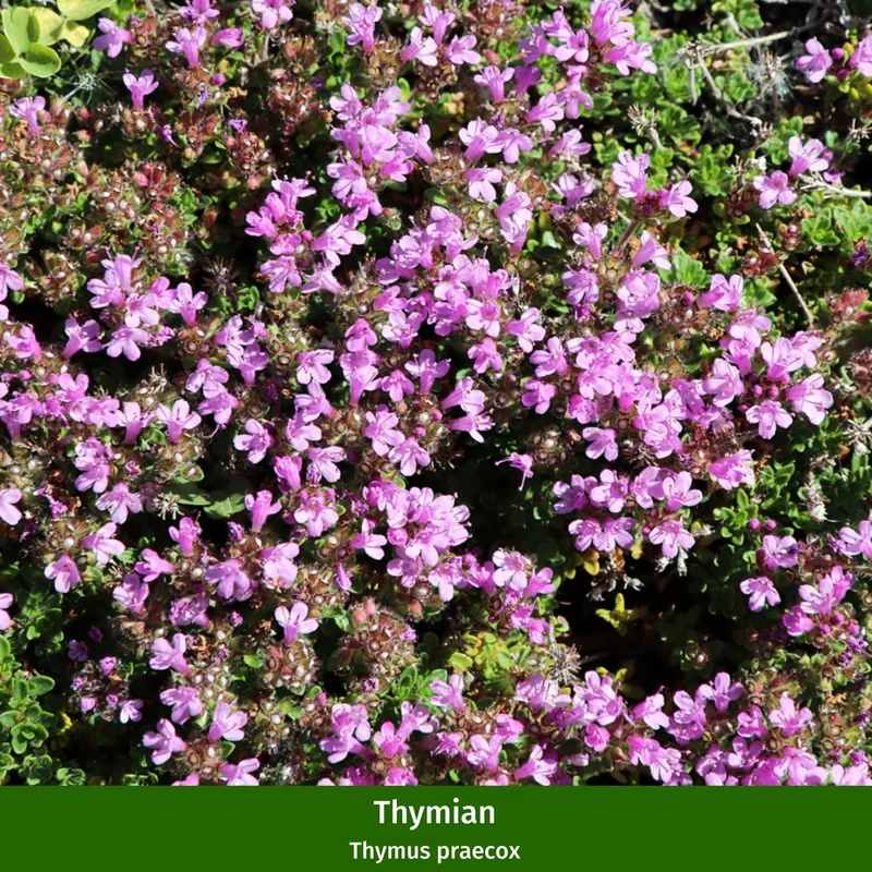 Bodendecker-Set "Duftender Thymian"
