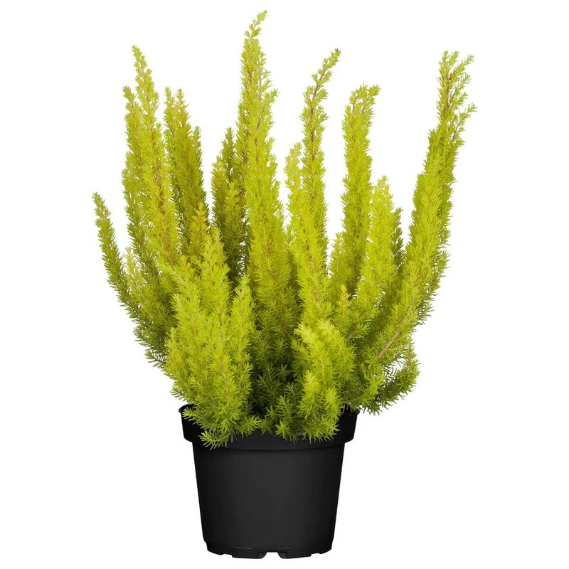 Baumheide 'Albert's Gold'