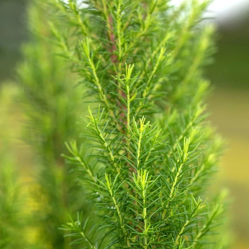 Baumheide 'Kermit'