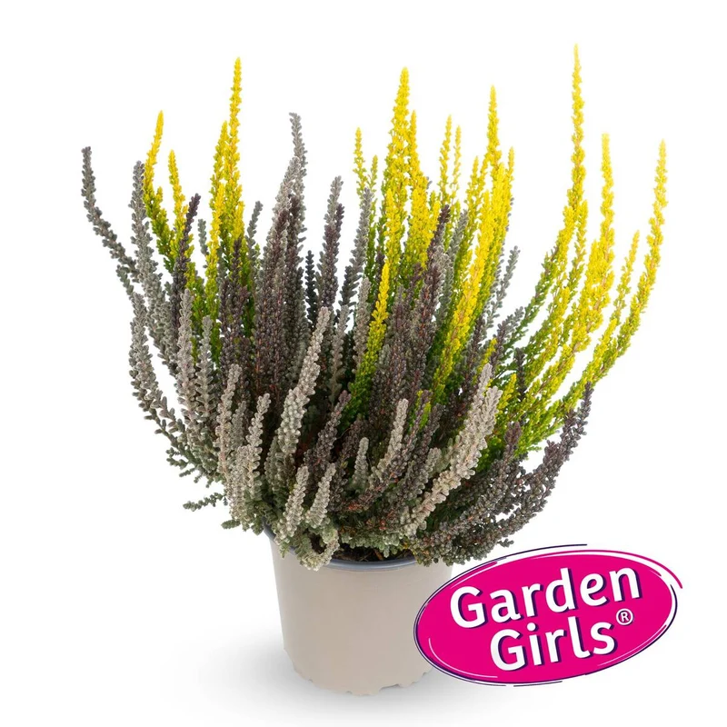 Besenheide 'Sunset Fire Gardengirls®'