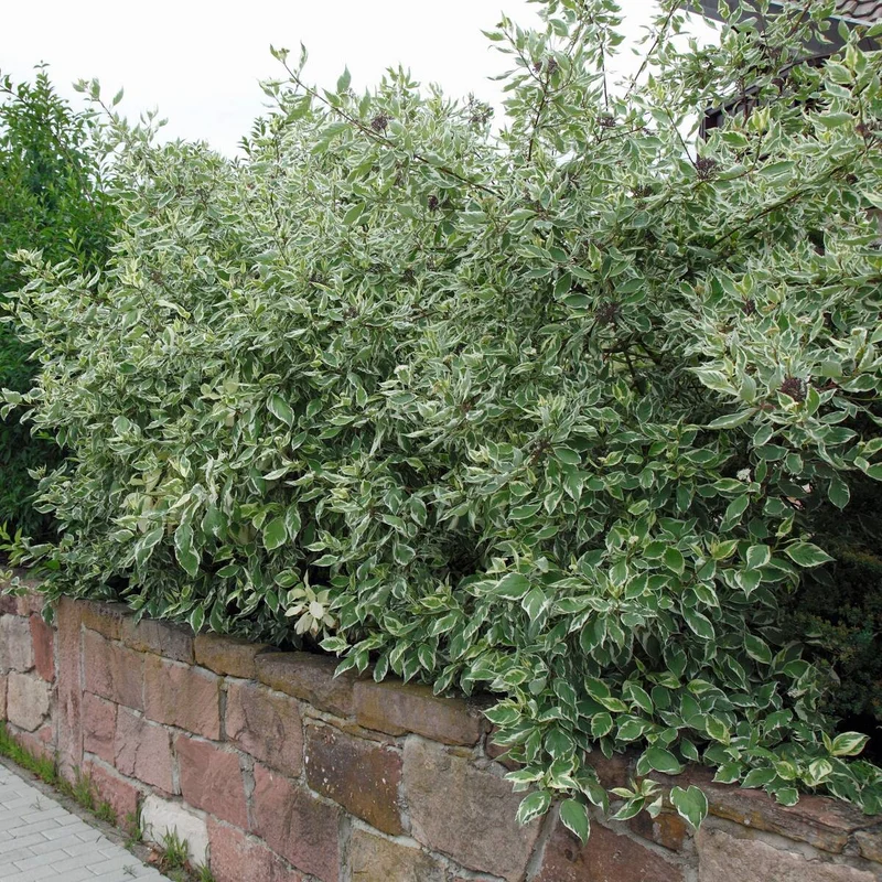 Weißbunter Hartriegel 'Elgantissima'