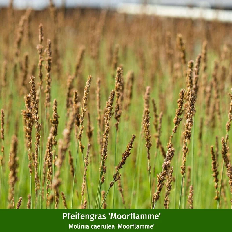 Gräser-Set "Heideköniginnen", 7 Pflanzen