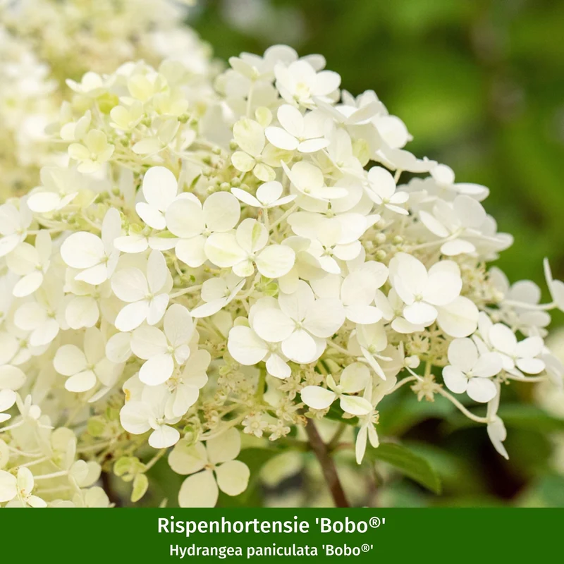 Rispenhortensie & Rutenhirse im Set, 2 Pflanzen