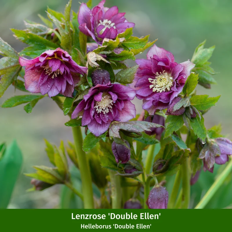 Lenzrosen 'Orientalisches Trio'