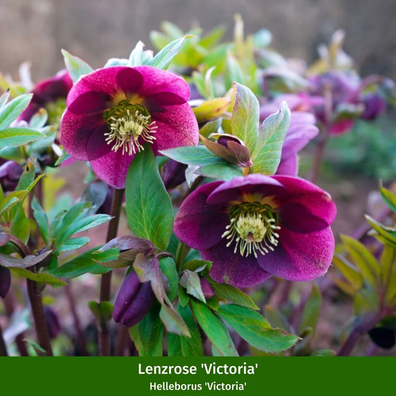 Lenzrosen 'Orientalisches Trio'