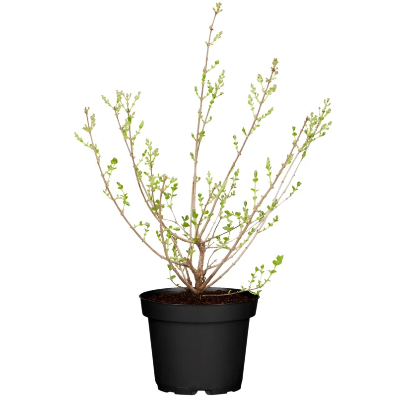 Zwergflieder 'Palibin'