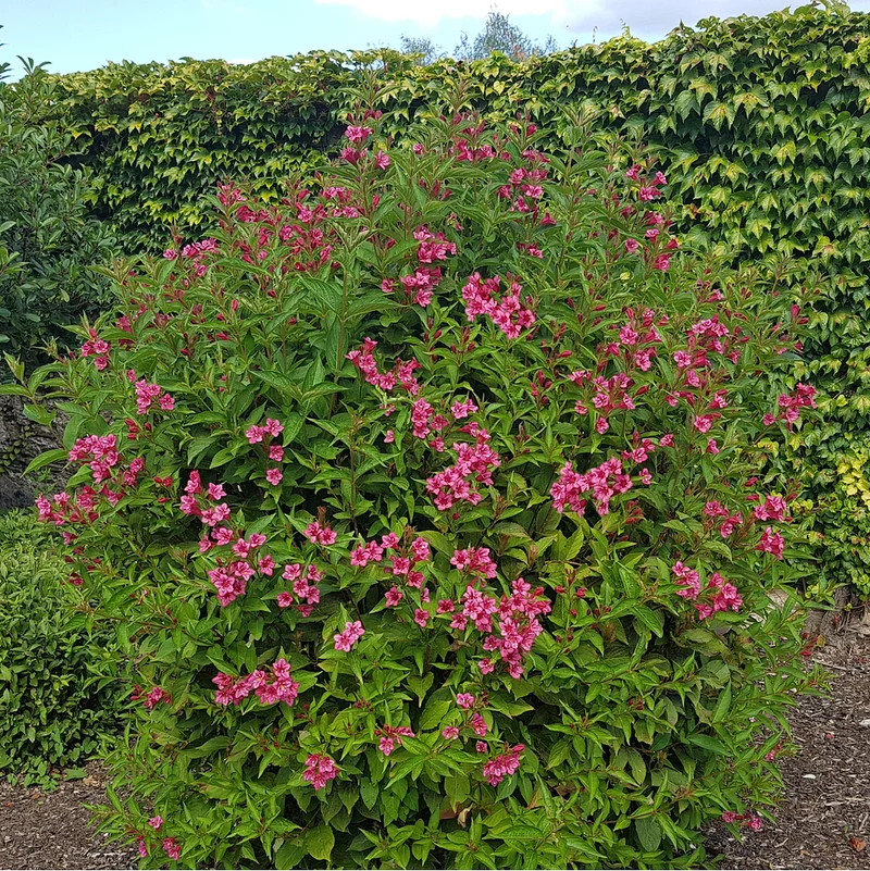 Weigelie 'Victoria'
