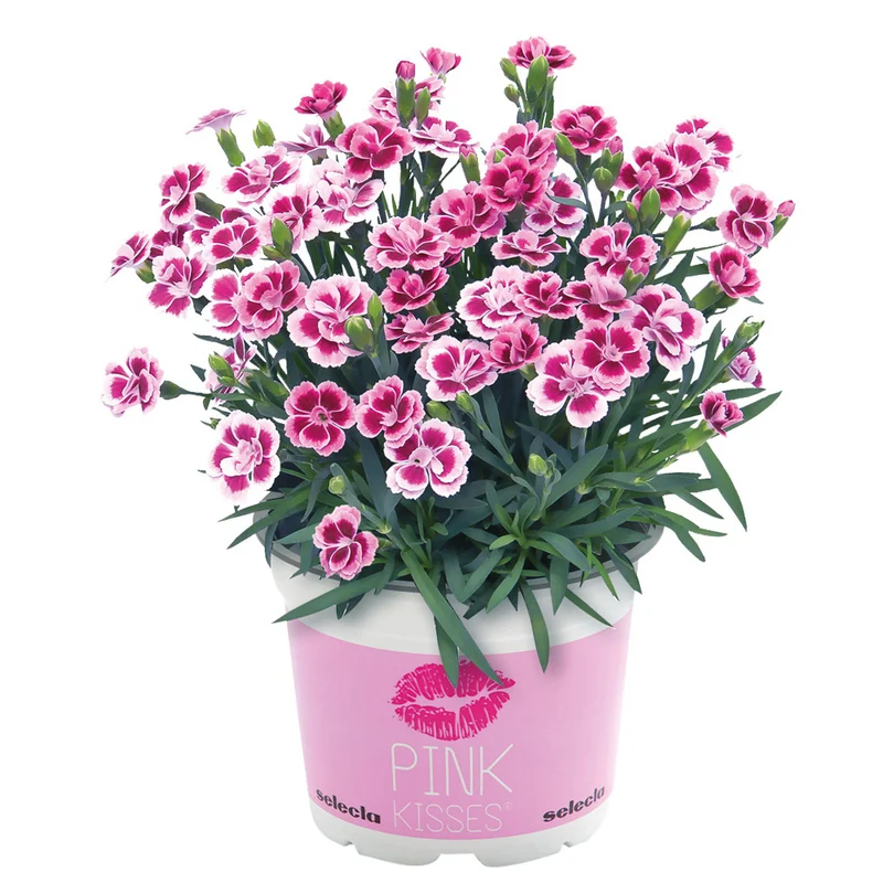 Gartennelke 'Pink Kisses®'