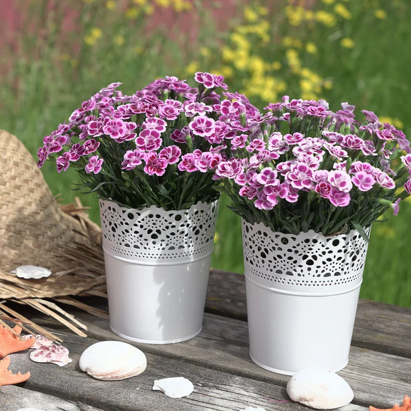 Gartennelke 'Pink Kisses®'