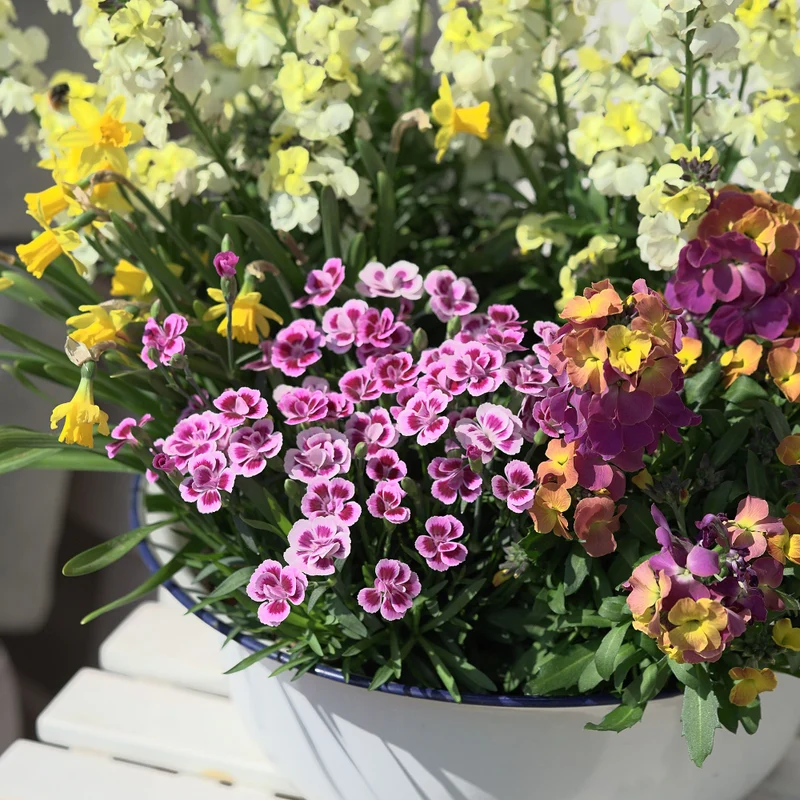 Gartennelke 'Pink Kisses®'