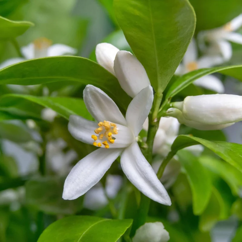 Calamondin-Orange, Stamm