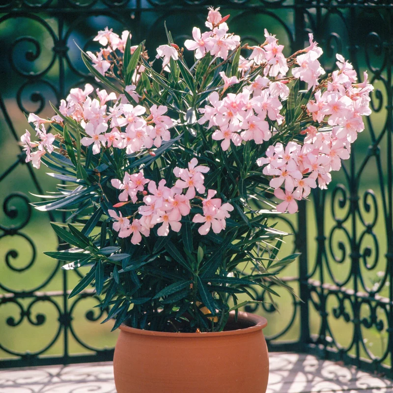 Oleander Busch