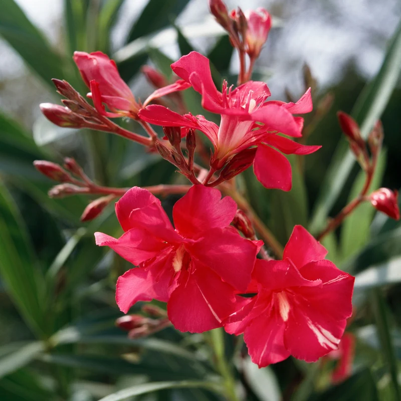Oleander Busch