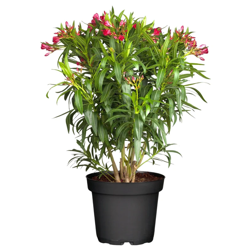 Oleander Busch