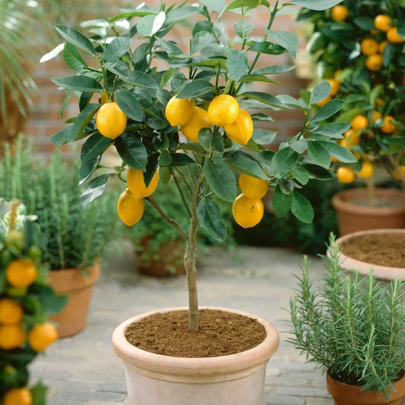 Zitronenbaum