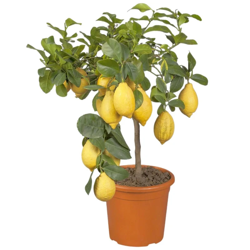 Zitronenbaum