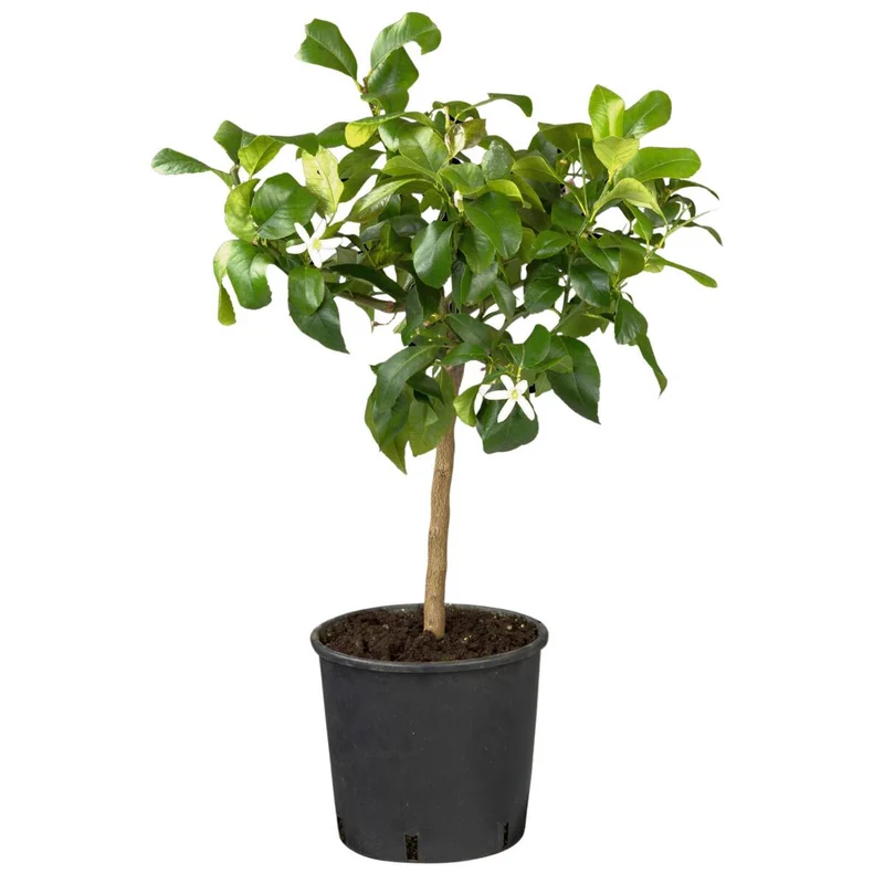 Zitronenbaum
