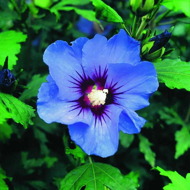 Gartenhibiskus