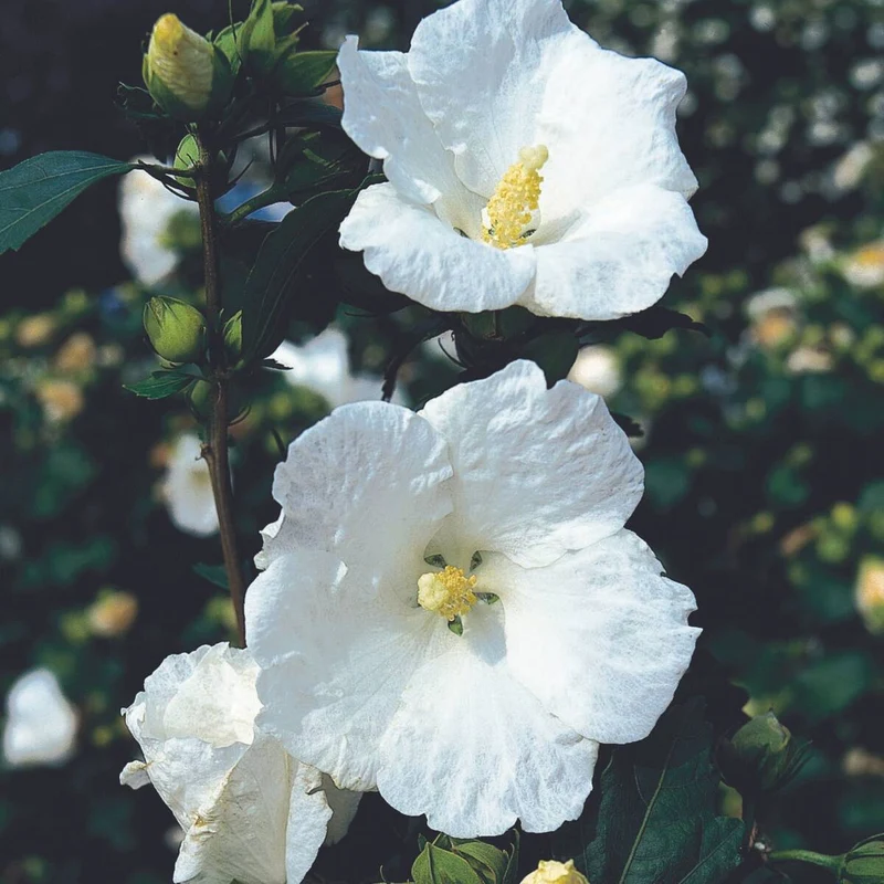 Gartenhibiskus