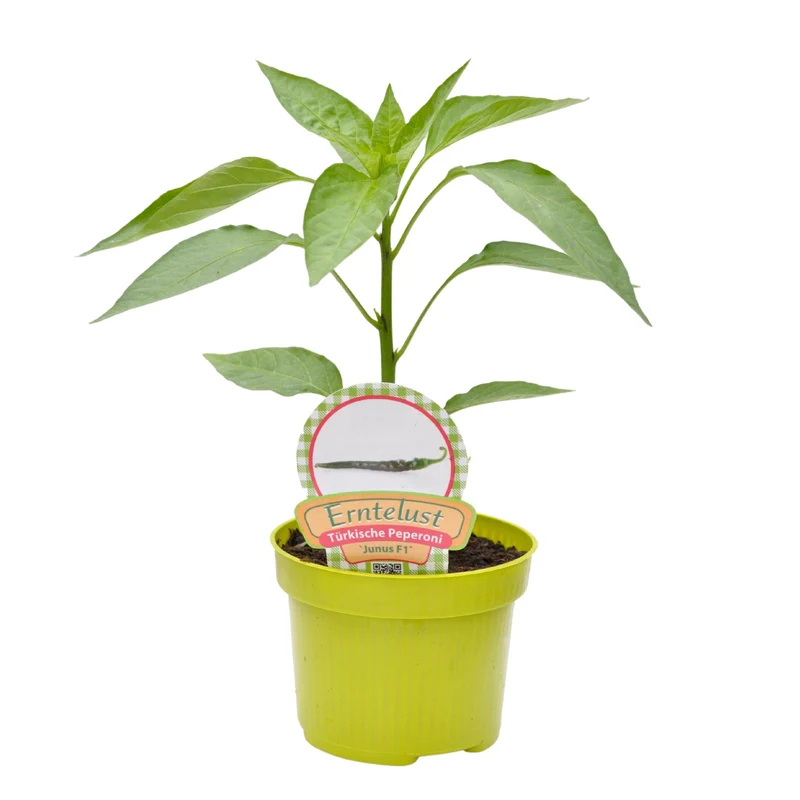 Türkische Peperoni 'Junus'