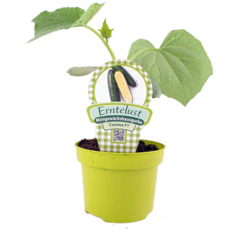 Einlegegurke 'Cosima'