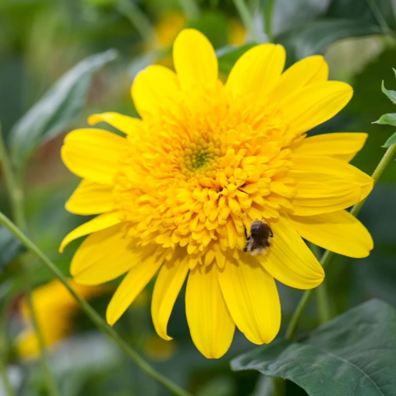 Stauden - Sonnenblume 'Double Whammy'